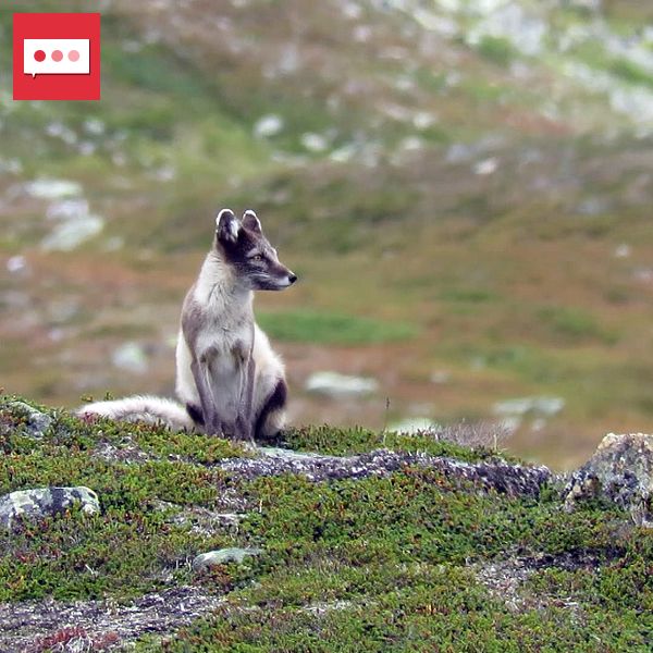 Fjällräv sitter på en grönklädd sluttning i fjällmiljö.