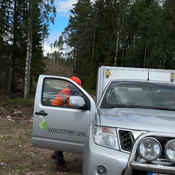 En person i en orange säkerhetsväst kliver ur en silverfärgad bil märkta med ”SKOGSSTYRELSEN” i en skogslandskap. Bilens dörr är öppen och omgivningen består av tät skog med träd i bakgrunden.