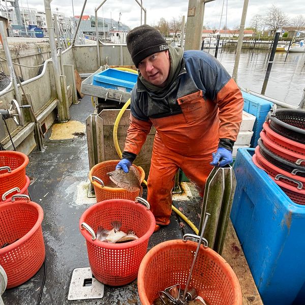 Fiskare i sin fiskebåt med en fångst av rödspätta framför sig