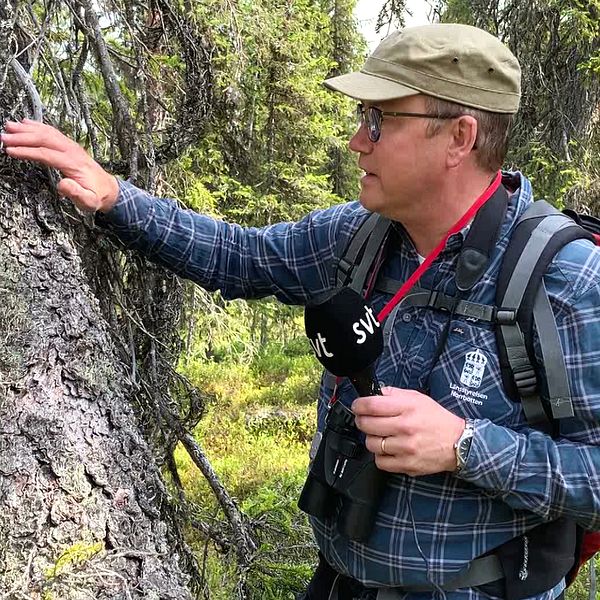 Per-Anders Jonsson, chef för naturskyddsenheten. på länsstyrelsen i Norrbotten, klappar den flera hundra år gamla granfarbrorn på Rävaberget..