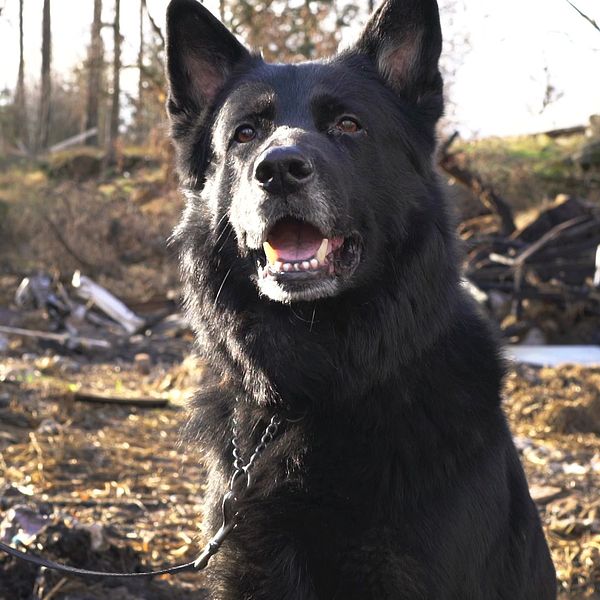 En svart hund sitter glädjefyllt i en naturlig miljö med skräp och avfall i bakgrunden. Den har ett kort halsband och är kopplad till en person vars hand är synlig. Solen skiner och det är en klar dag.