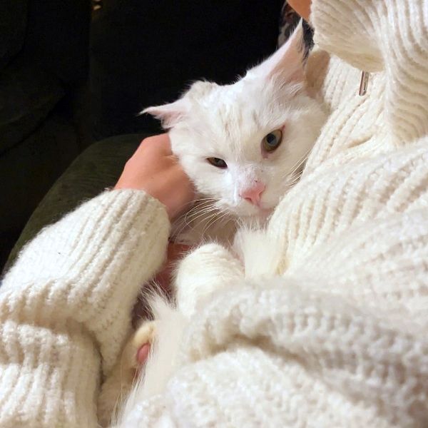 En vit katt blir klappad