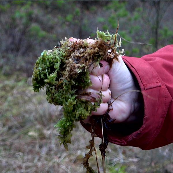 En hand som håller i torv och klämmer ut vätskan.