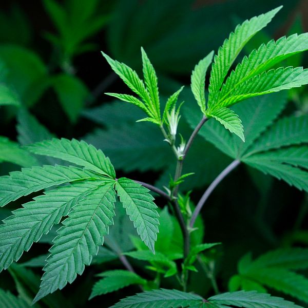 bild på medicinsk cannabis