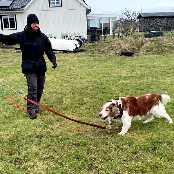 En hund som jagar en leksak på ett snöre i en trädgård.