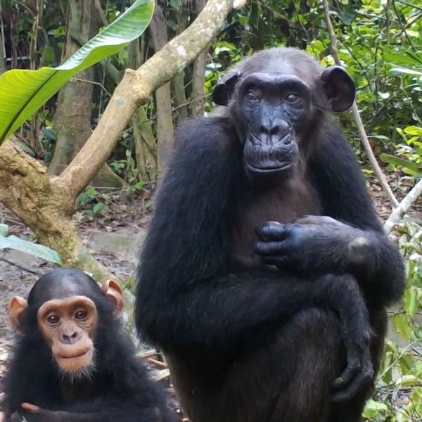 En schimpansunge sitter brevid en äldre schimpanshona på marken i en djungel.