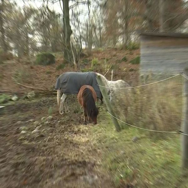 Två hästar, en brun och en vit, betar i en hage omgiven av träd och en stuga i bakgrunden. Stugan ser gammal ut och det är höst med fallna löv i omgivningen. Marken är lerig och oregelbunden.