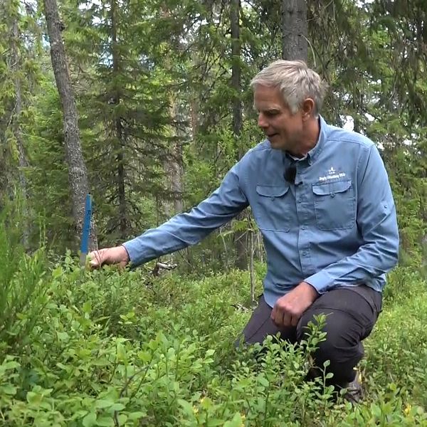 Skogsforskaren Ola Langvall studerar en blåbärsbuske