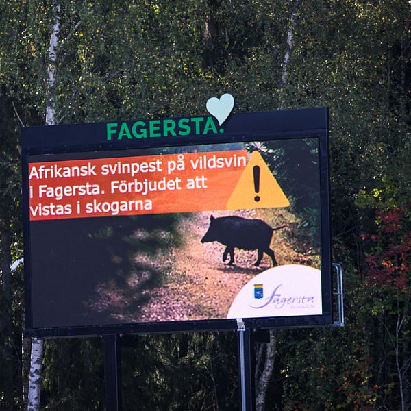 Skylt med text där det står att det är förbjudet att vistas i skogarna på grund av Afrikansk svinpest.