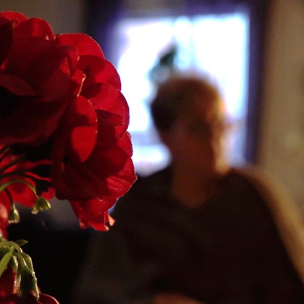 En röd blomma i förgrunden och en anonymiserad kvinna i bakgrunden, någonstans i Östersunds kommun.