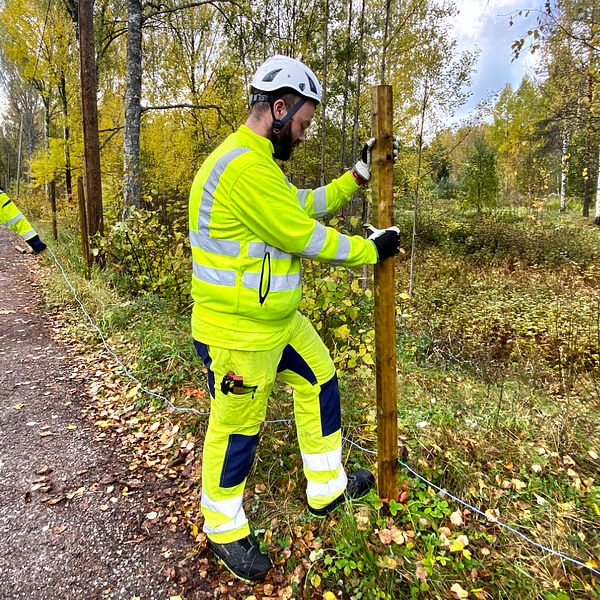 Trafikverket jobbar med att sätta upp stängslet kring kärnområdet.