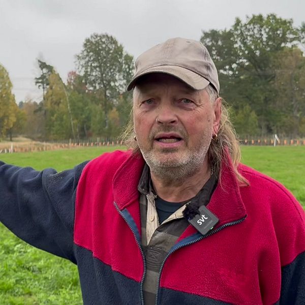 Greger Karlsson visar sina fårhagar efter två vargangrepp den här veckan