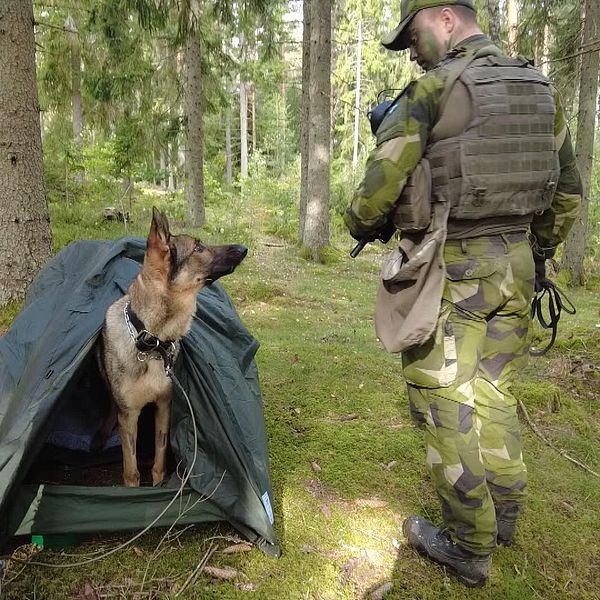 Helikopterflottiljens hundförare med sin schäferhund i skogen.