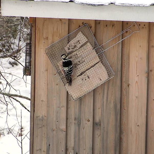 En vitryggig hackspett som vistas i Degerbäcken utanför Boden.