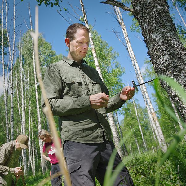 skogsforskare borrar i träd