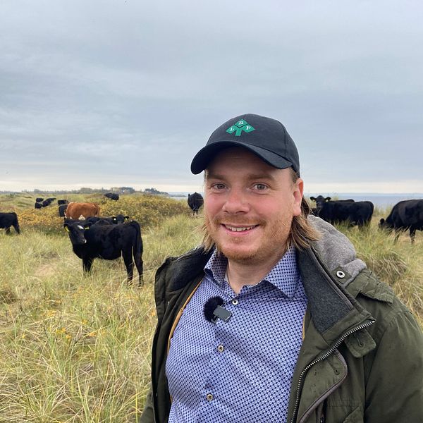 Andreas Måttgård står på en äng med flera svarta kor i bakgrunden. Landskapet är grönskande och himlen är molnig, vilket skapar en lugn och naturlig atmosfär.