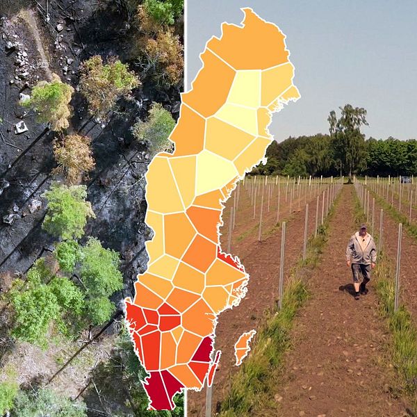 Bild på skogsbrand och torka, i mitten en Sverigekarta som visar olika regioner i rött, orange och gult.