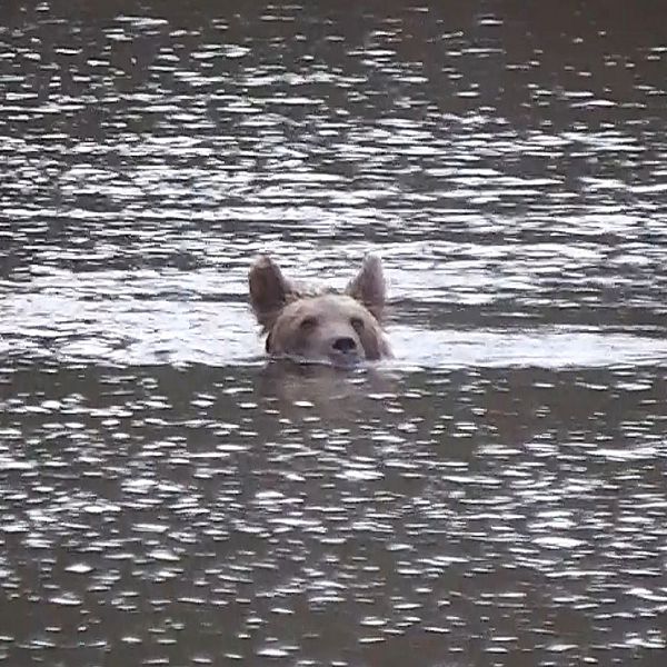 björn simmar i välptjärn kalvträsk skellefteå