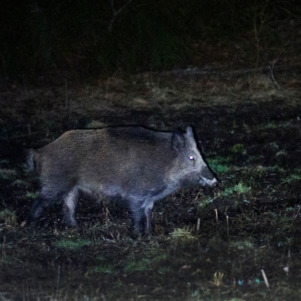 Vildsvin strövar genom skogsområde på natten.