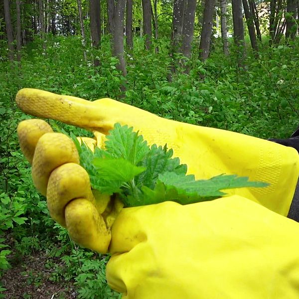 En person med gula handskar håller i en växt.
