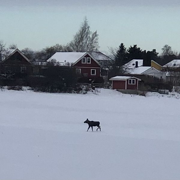 Älg går på snötäcke nära villor