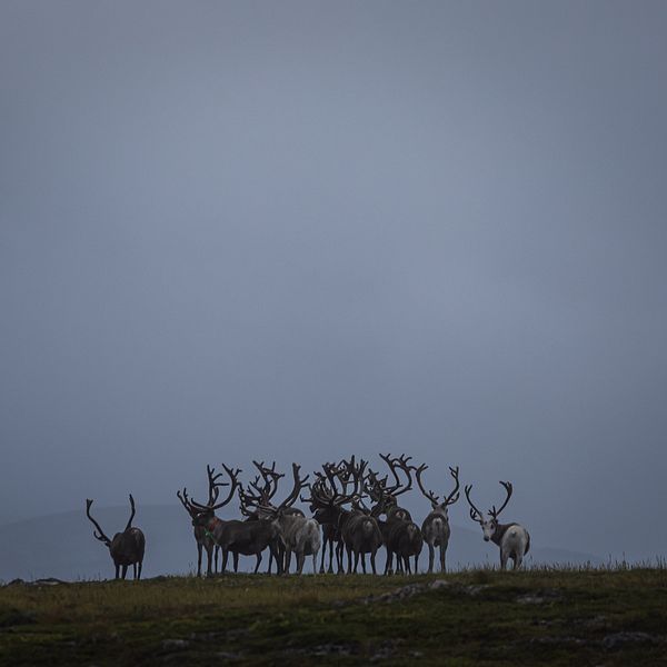 En grupp renar står på en grön slette under en molnig himmel, med fjärran berg i bakgrunden.