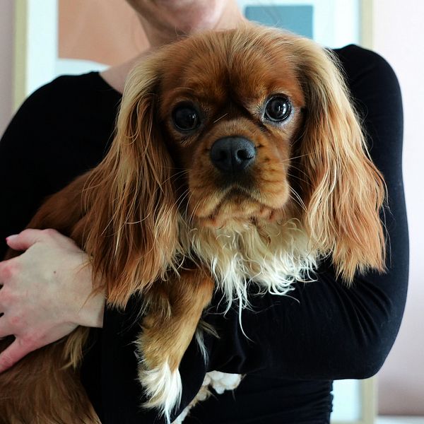 En person som håller i en liten brun hund med stora ögon.
