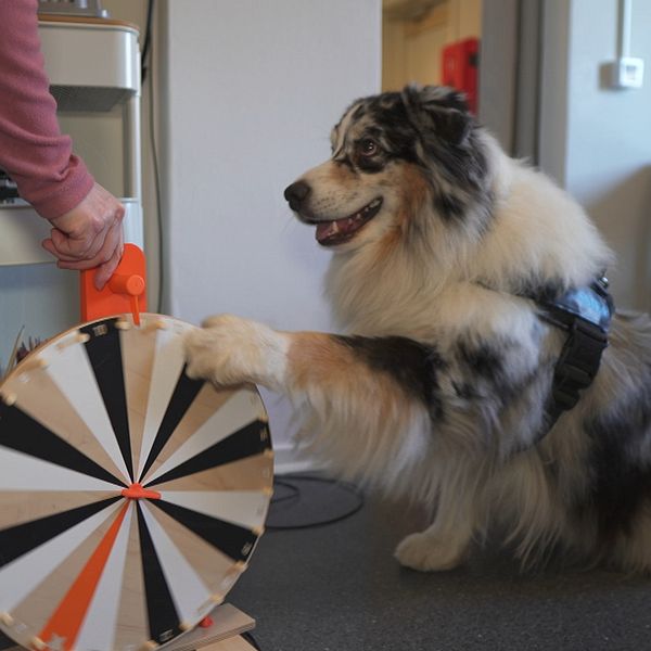 Hunden Azlan drar med tassen på ett bingohjul