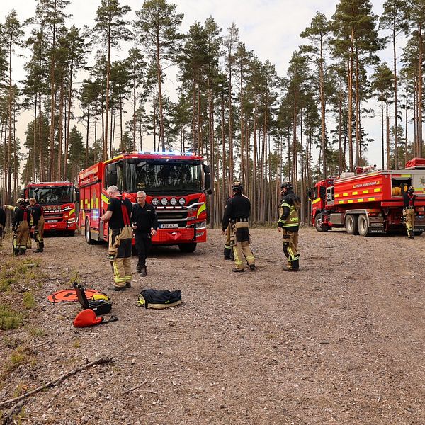 Brandbilar på plats i skogen i Björklinge utanför Uppsala där de bekämpar en skogsbrand.