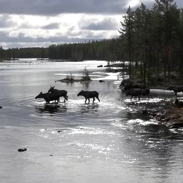 Älgar korsar en älv i Junsele under molnig himmel