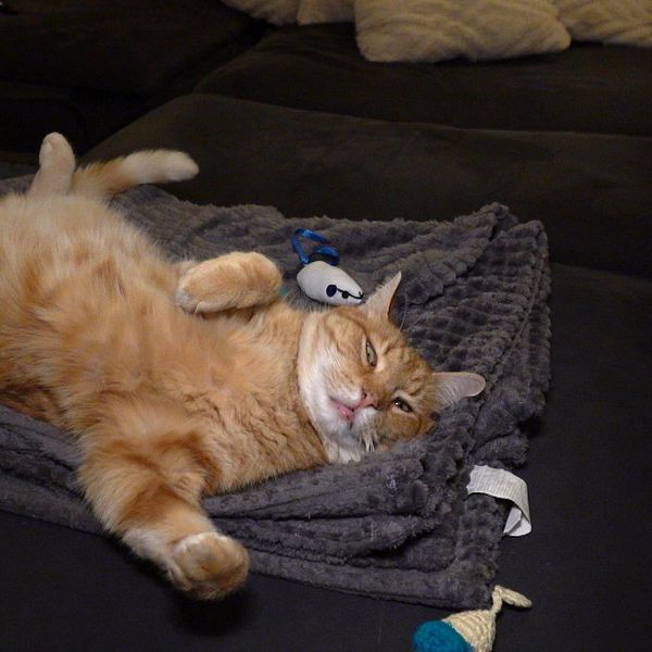 Katten ”Luffar-Lasse” ligger på en filt på soffan.