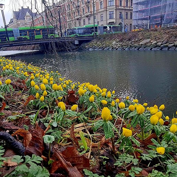Blommande vintergäck vid kanalen i Malmö