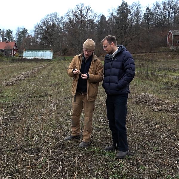 Simon Kuylenstjierna på sitt hampafält med John Söderström