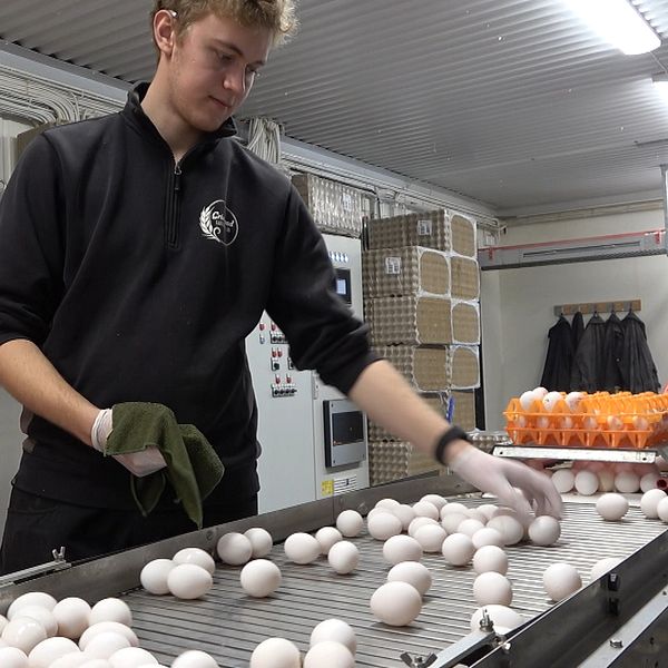 äggproduktion ägg tvättas på band fågelinfluensa äggbönder