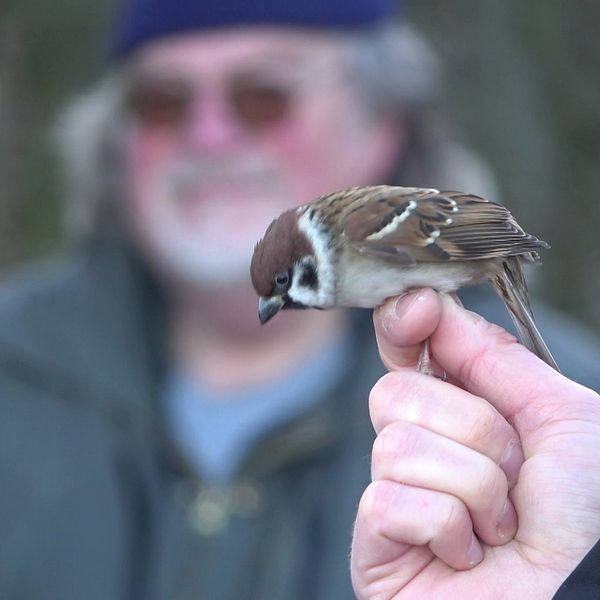 fågel, hand