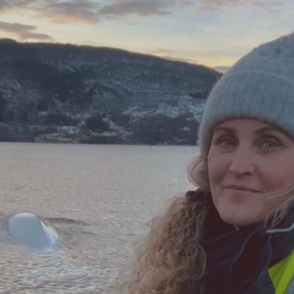 Norsk fjord, vitvalen Hvaldimirs rygg syns i vattnet, Regina Crosby Haug, OneWhale tittar in i kameran