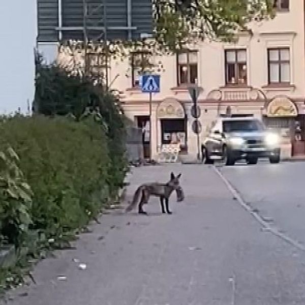 En räv med en kanin i munnen går längs en trottoar i ett stadskvarter i Borås