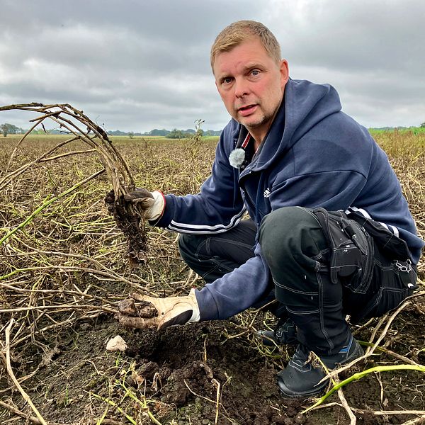 En lantbrukare sitter på ett potatisfält och håller upp en ruttnad potatis.