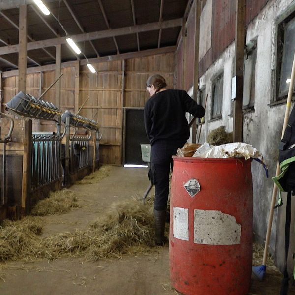 Stallinteriör med person som arbetar vid foder. Kor står i sina bås till vänster.