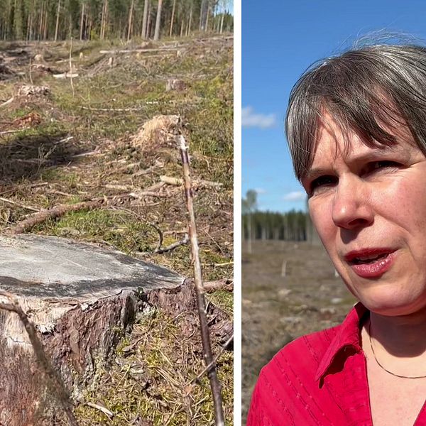 Ulrika Karlsson är besviken att hennes motioner om att bevara skogen röstades ner.