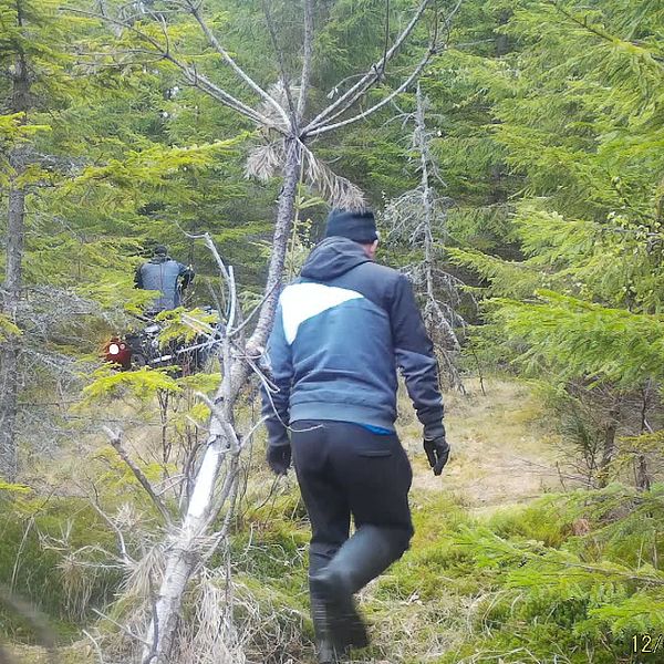 En man med mössa går i barrskog i riktning bort från kameran. I bakgrunden syns en man på fyrhjuling.