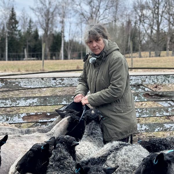 Maria Brunér matar sina får och kollar in i kameran.
