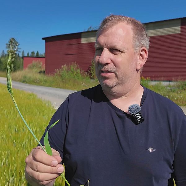 Erik Bäckström visar gröda på åker i Västerbotten under torrperiod.