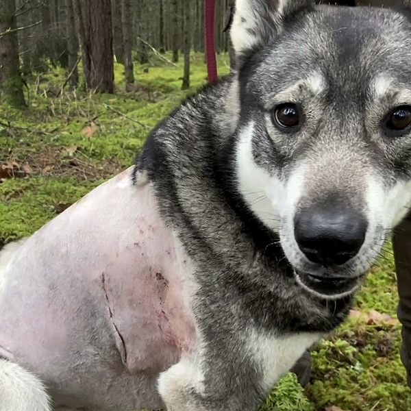 En hund sitter i en skogsmiljö med grönt mossigt underlag. Hunden har en synlig sårskada på sidan av kroppen, vilket indikerar att den just har genomgått en operation eller skada. Den verkar vara i vila och vänder huvudet mot kameran med en vänlig blick. I bakgrunden syns träd som ger en naturlig skogsatmosfär.