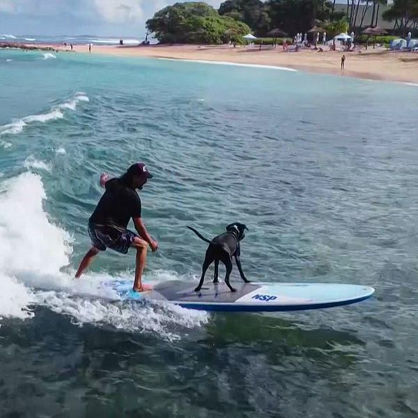 Hund på surfbräda