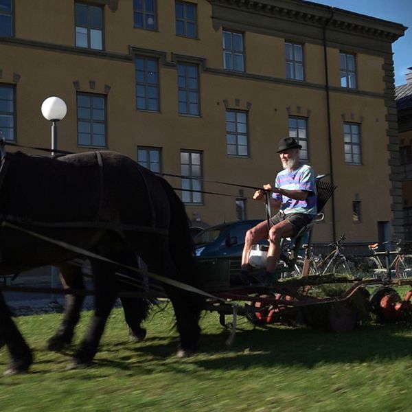 Anders Finnstedt från Dvärsätt klipper gräset på Campus i Östersund, sittande på en stor handjagare som drar av två bruna hästar.