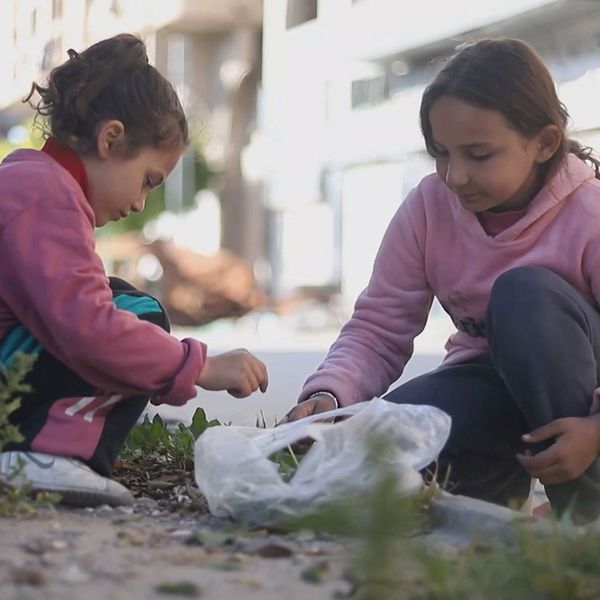 Vilda växter blir nödmat när Gaza svälter