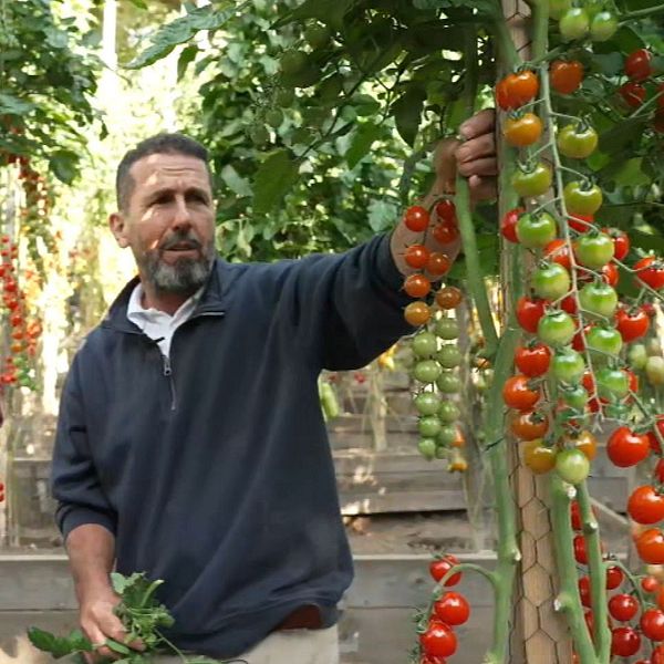 Abdullah ”Tomatmannen” Almassri  och SVT:s William Brynolfsson tittar på tomater