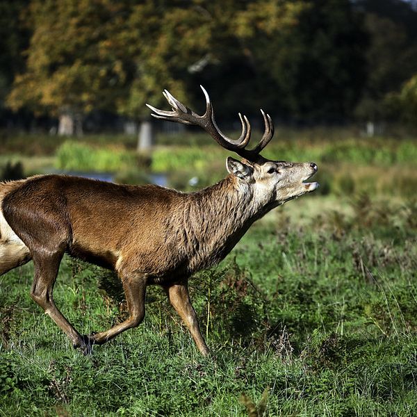 Kronhjort som springer runt i grönområde