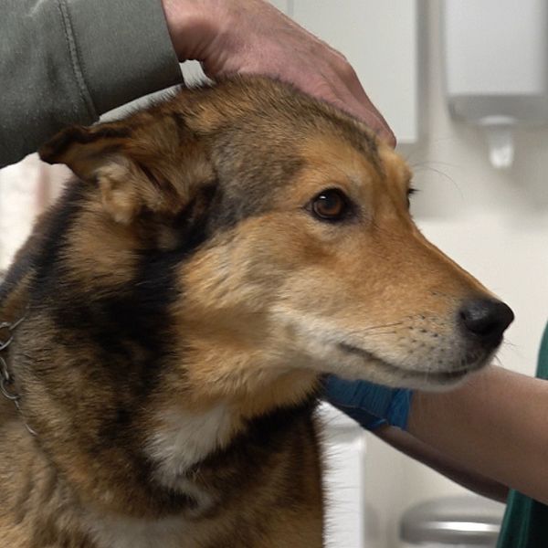 En hund får en hälsoundersökning på en veterinärklinik, medan en veterinär undersöker den försiktigt och en ägare håller den i en koppling.
